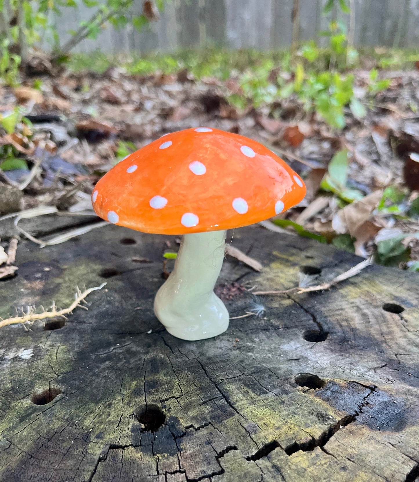 Small Plant Mushroom