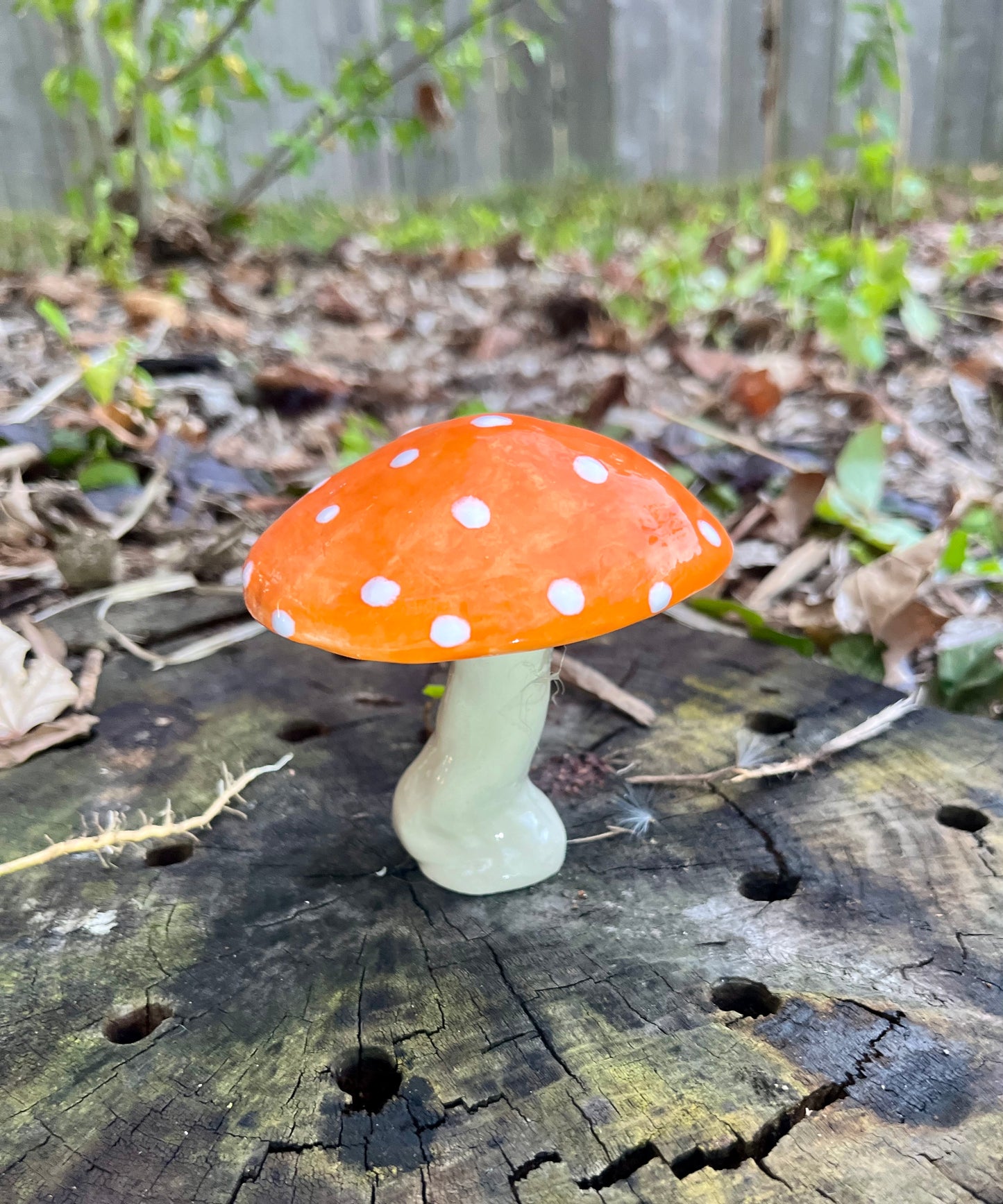 Large Plant Mushroom