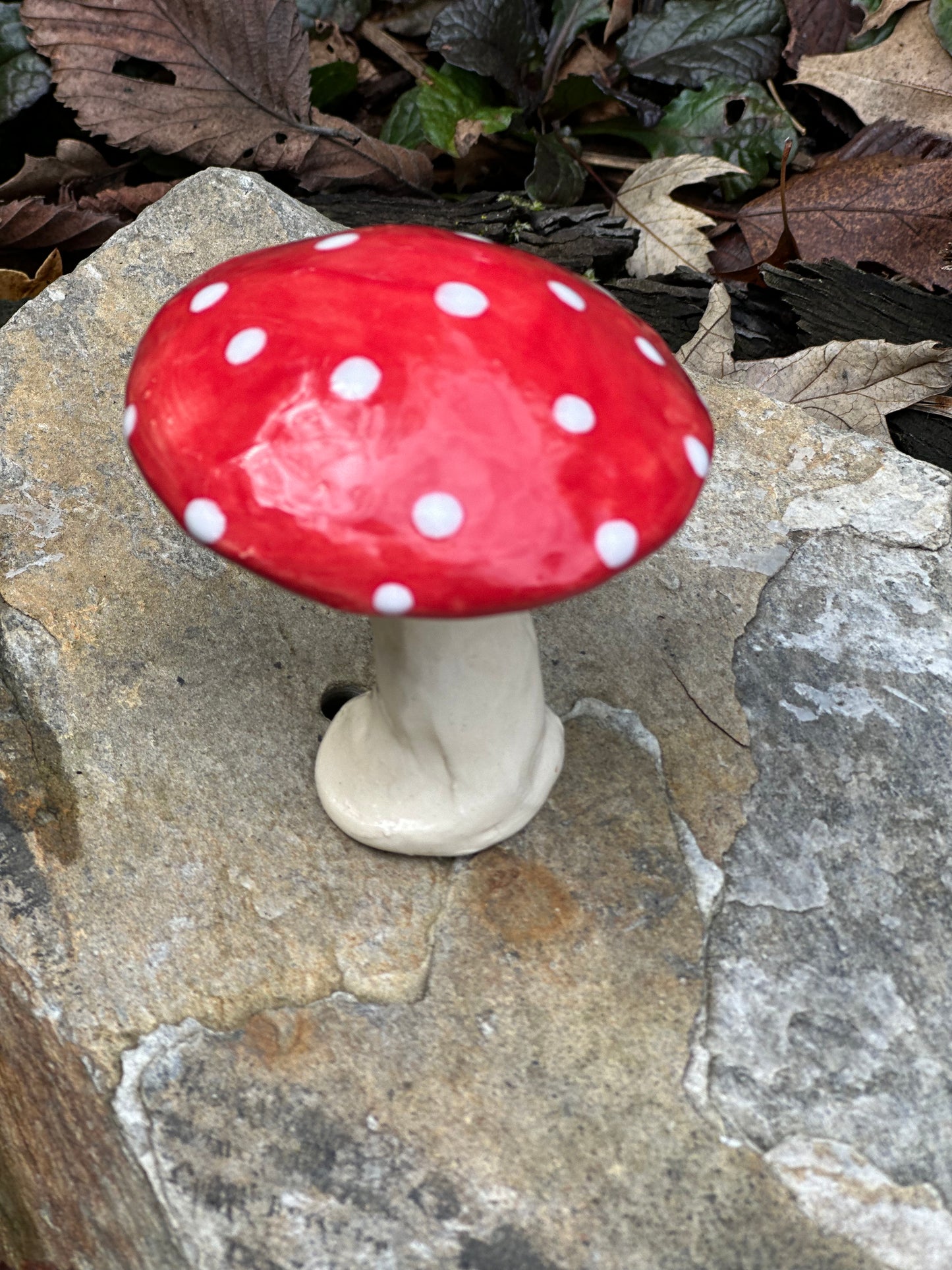 Small Plant Mushroom