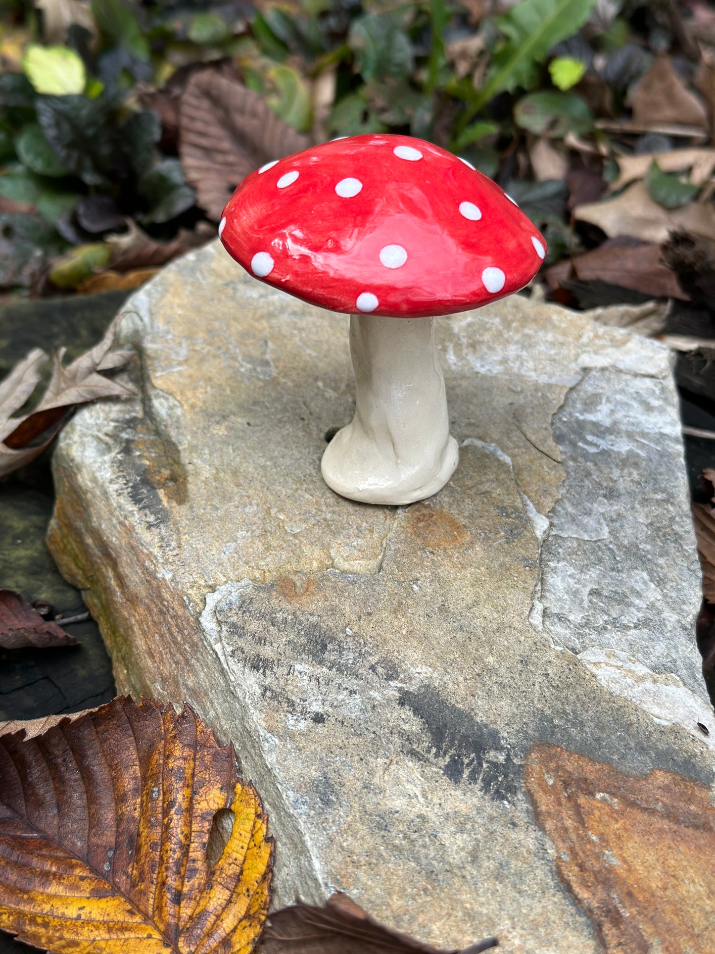 Small Plant Mushroom