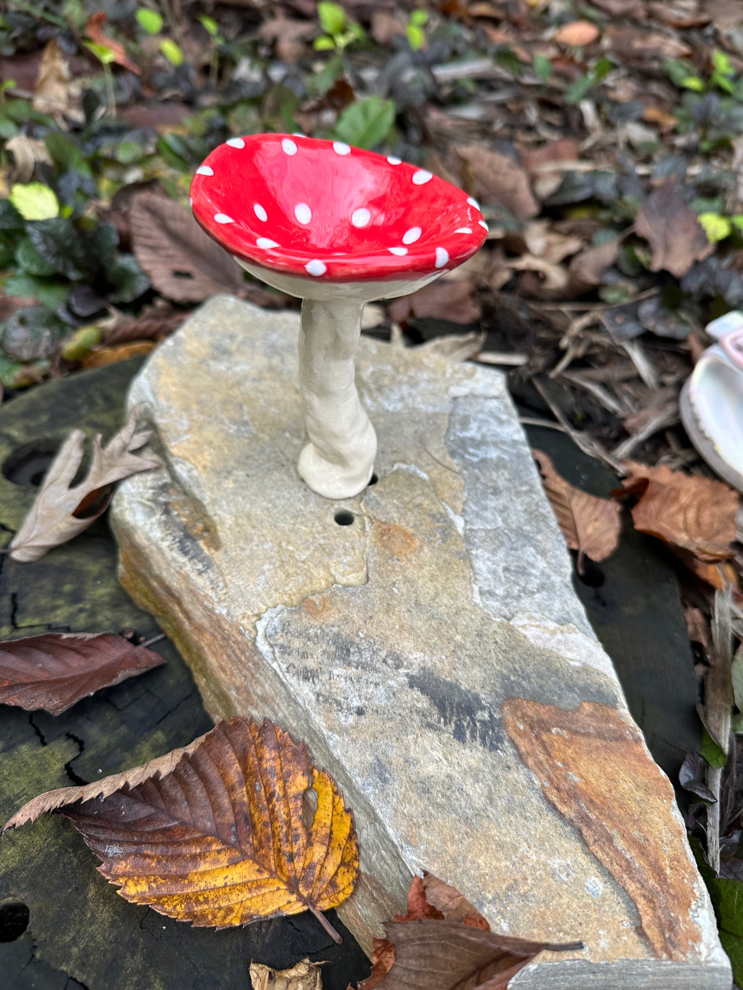 Small Plant Mushroom