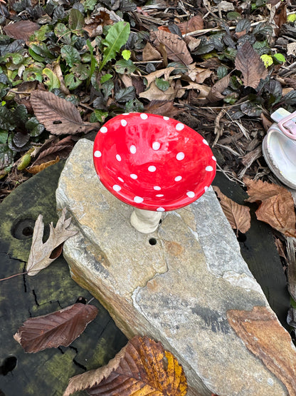 Large Plant Mushroom