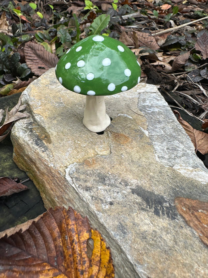 Large Plant Mushroom