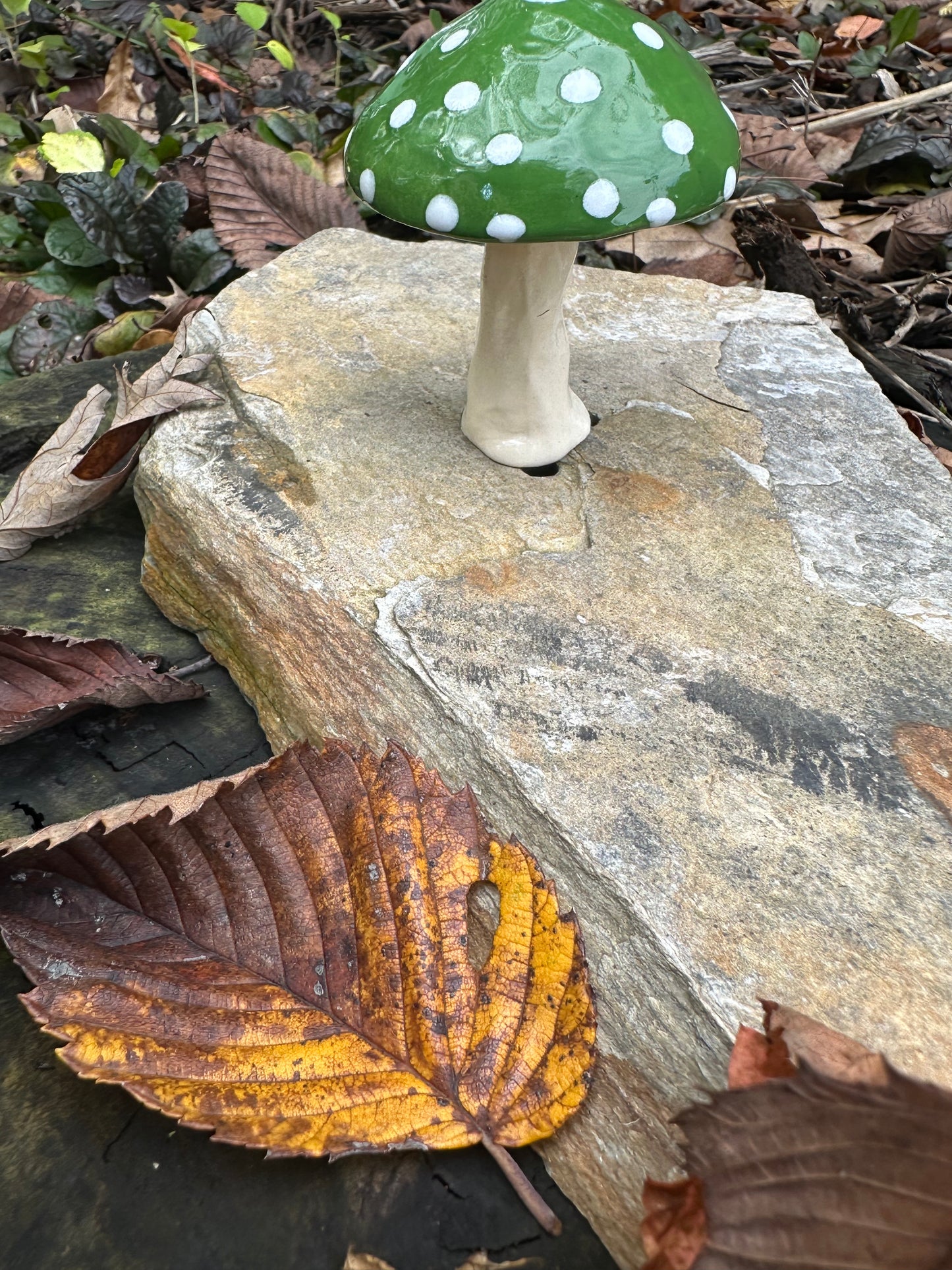 Small Plant Mushroom